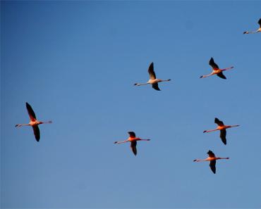 Происхождение птиц: особенности, интересные факты и описание