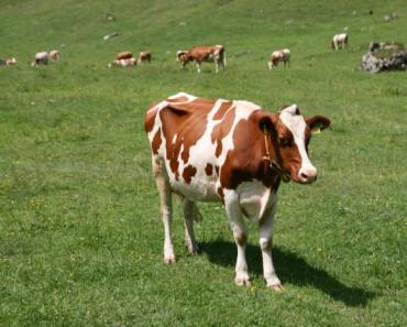 Fatti interessanti su mucche e tori Colorazione e caratteristiche fisiche